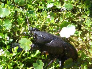 Cherax preissii