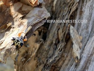 Christmas Spider Austracantha minax