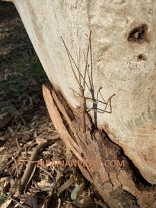 Stick insect